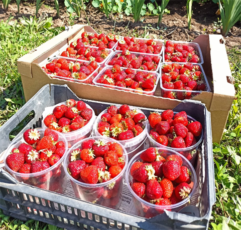 Новый урожай: полезные продукты для вашего питания и здоровья Новый урожай: полезные продукты для вашего питания и здоровья