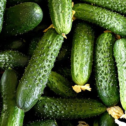 Свежие огурцы теперь в продаже на эко ферме Раздобреево! Свежие огурцы теперь в продаже на эко ферме Раздобреево!