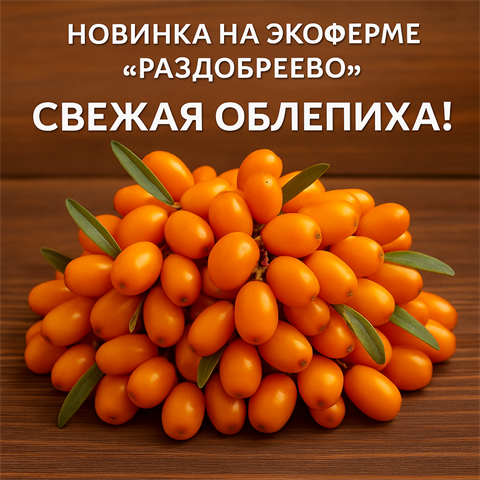 🌿 Новинка на «Раздобреево» — свежая облепиха!