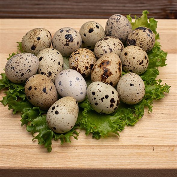 Яйцо перепелиное (20 штук в уп) - фото 8788