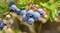 Голубика местная  - фото 4989